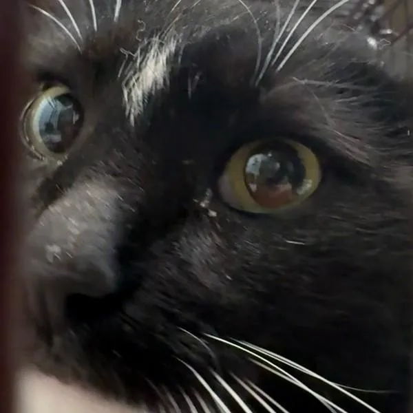 An adult small-sized female Domestic Short Hair cat named Tazia for adoption in Des Moines, IA