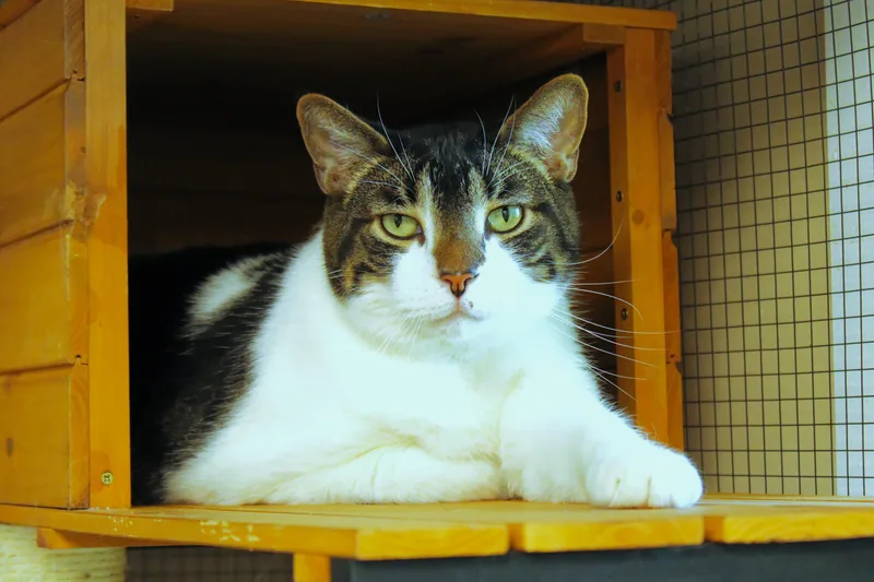An adult large-sized male Tabby (Brown / Chocolate) Domestic Short Hair cat named Tig for adoption in Urbana, OH