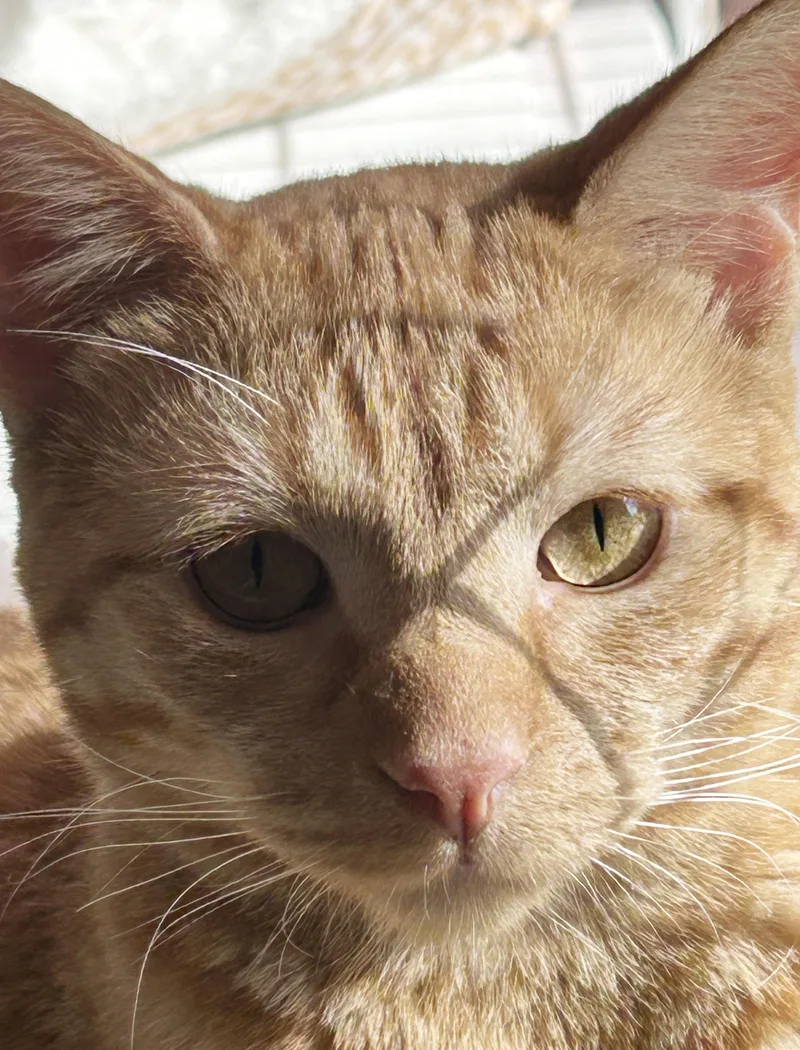 A young medium-sized male Tabby (Orange / Red) Tabby cat named Harry for adoption in Parkville, MO