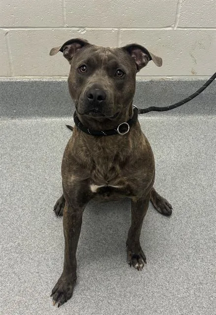 An adult medium-sized male American Staffordshire Terrier dog named Malone for adoption in Indianapolis, IN