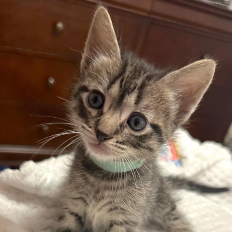 A baby small-sized male Gray / Blue / Silver Domestic Short Hair cat named Sweet William for adoption in Houston, TX
