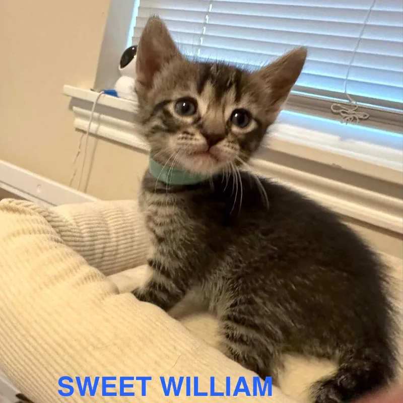 Sweet William thumbnail 2
