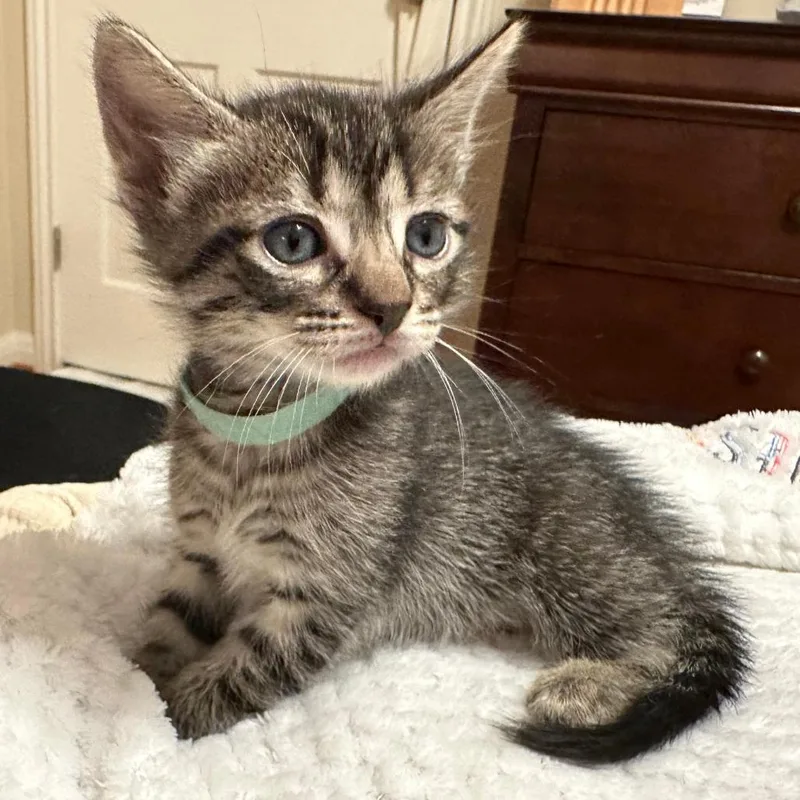 Sweet William thumbnail 3