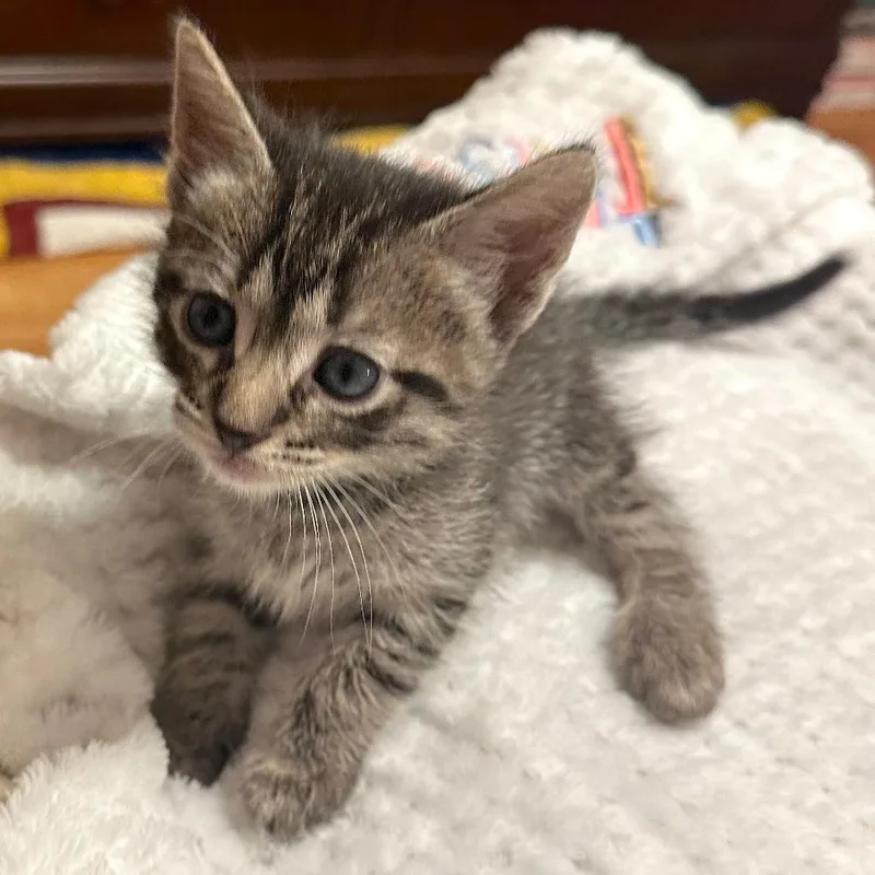 Sweet William thumbnail 4