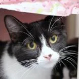 An adult medium-sized female Black & White / Tuxedo Domestic Short Hair cat named Amelia for adoption in Hilliard, OH