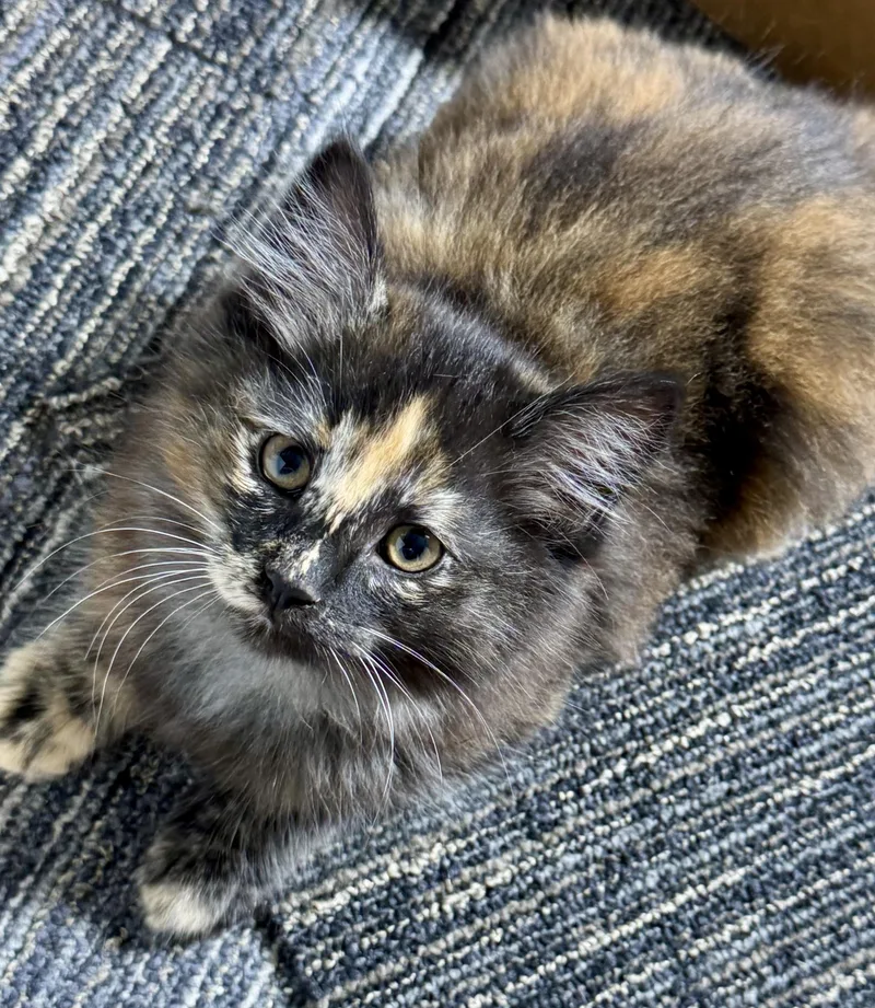 A baby medium-sized female Tortoiseshell Maine Coon cat named Tori Gorgeous  Playful for adoption in Bonney Lake, WA