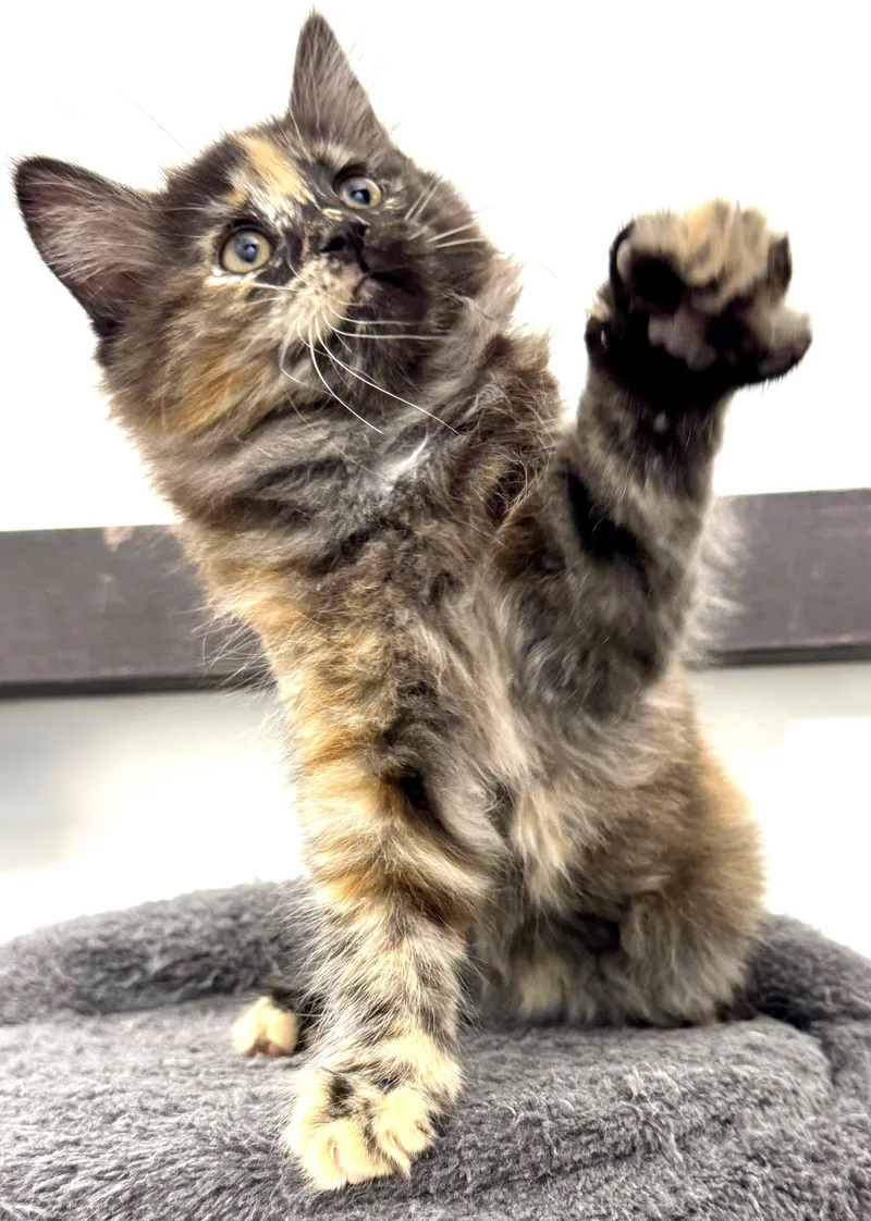 Tori Gorgeous  Playful thumbnail 2