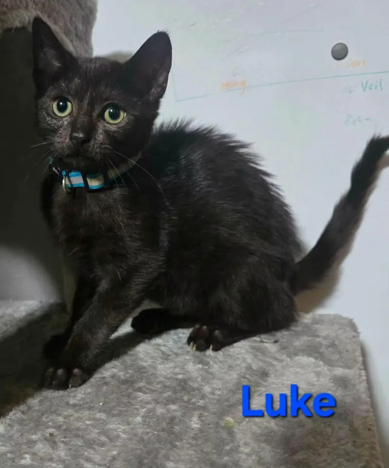 A baby medium-sized male Domestic Short Hair cat named Luke for adoption in Highland, NY