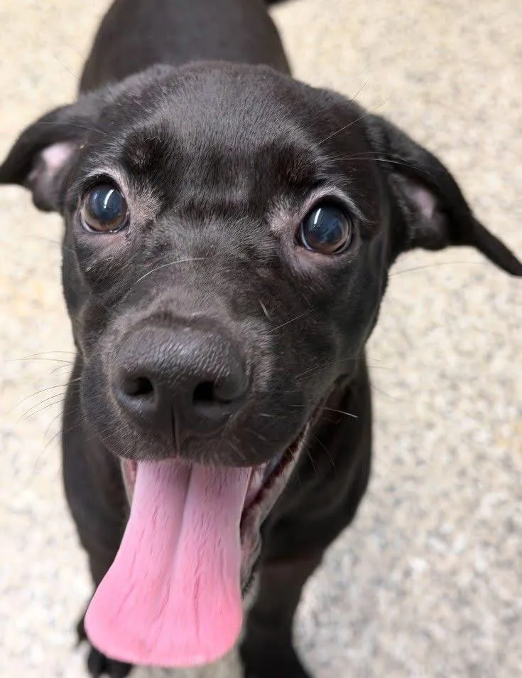 A baby large-sized male American Staffordshire Terrier dog named Rocko for adoption in Berlin, NJ