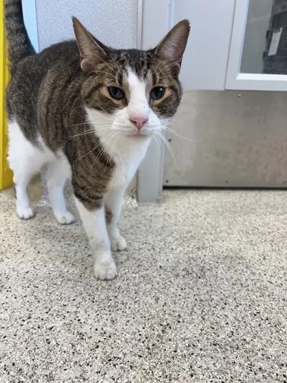 An adult medium-sized male Domestic Short Hair cat named Pigeon for adoption in Lafayette, IN