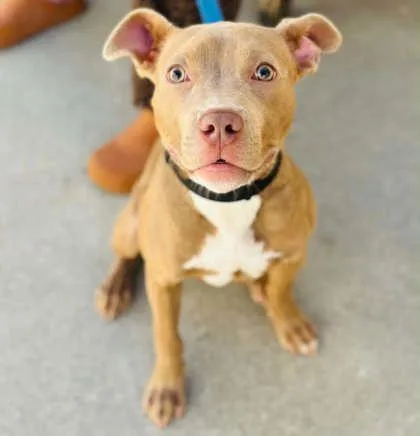 An adult medium-sized female Mixed Breed dog named Maisy Daisy for adoption in West Chester, PA