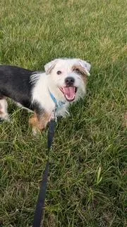 An adult small-sized female White / Cream Jack Russell Terrier dog named Simone for adoption in Wichita, KS