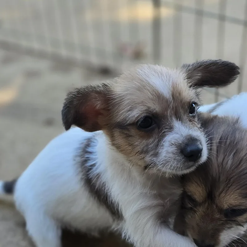 A baby small-sized male Tricolor (Brown, Black, & White) Yorkshire Terrier dog named Radar for adoption in Athens, AL