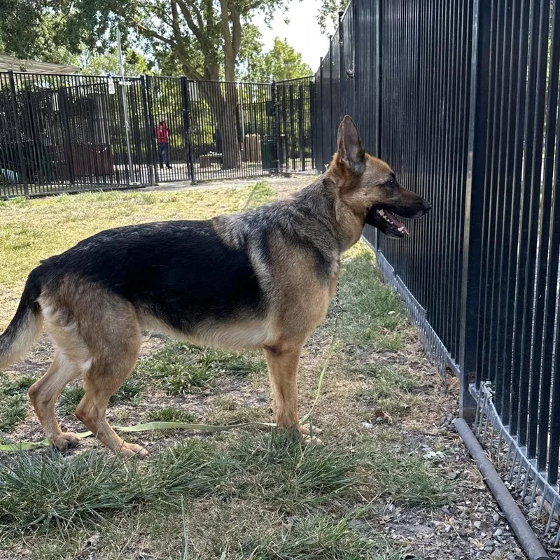 An adult large-sized female Brown / Chocolate German Shepherd Dog dog named Bronwyn  Ecas for adoption in Pleasanton, CA