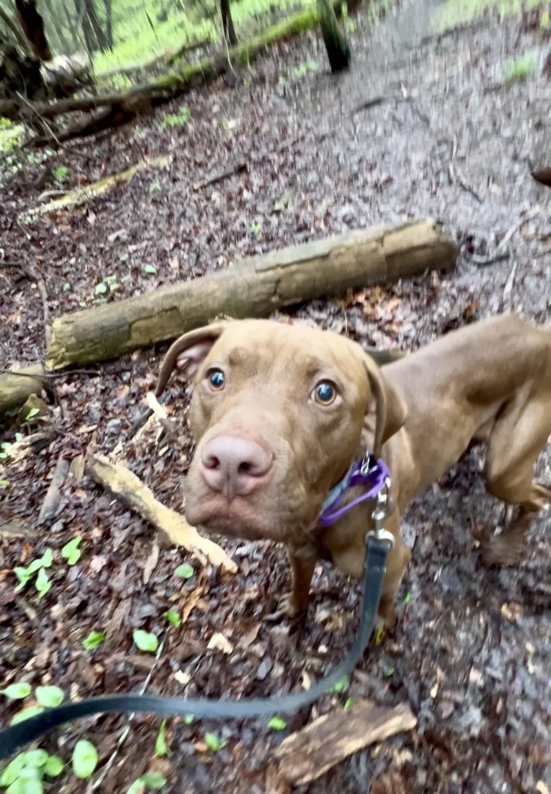 A young medium-sized male Brown / Chocolate Chocolate Labrador Retriever dog named Berg for adoption in Millerstown, PA
