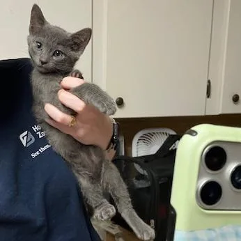A baby small-sized female Gray / Blue / Silver Domestic Short Hair cat named Penelope for adoption in Baytown, TX