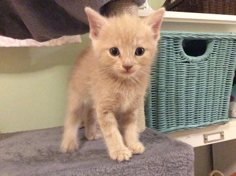 A baby medium-sized female Orange & White Domestic Short Hair cat named Tot for adoption in Herndon, VA