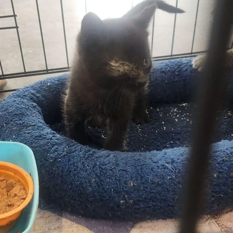 A young medium-sized male Domestic Short Hair cat named Smores for adoption in Kingman, AZ