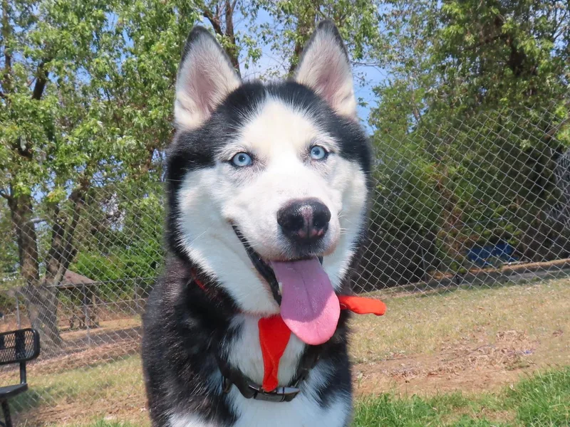 An adult medium-sized male Siberian Husky dog named Maverick C for adoption in Rogers, AR