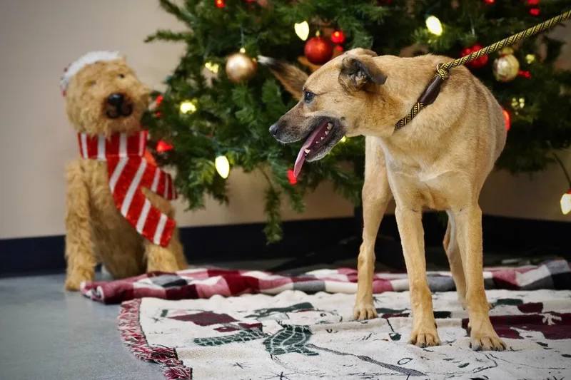 Osbourne thumbnail 2