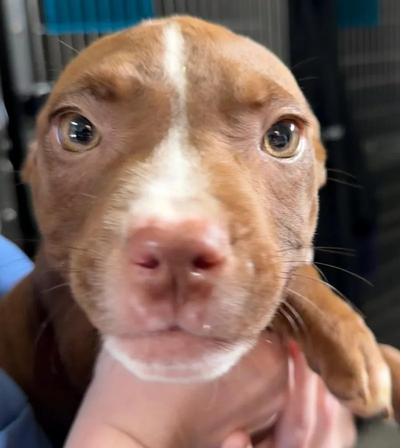 A baby large-sized female Pit Bull Terrier dog named Dolly for adoption in Henderson, NC