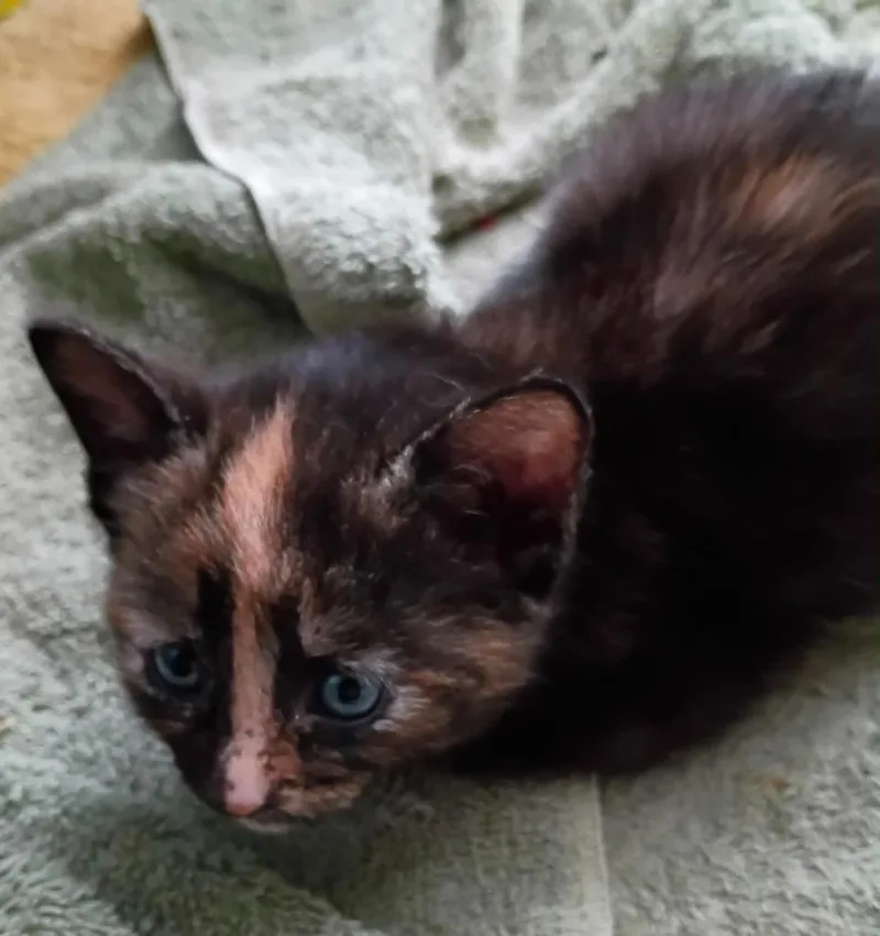 A baby small-sized female Domestic Short Hair cat named Sahar for adoption in Urbandale, IA