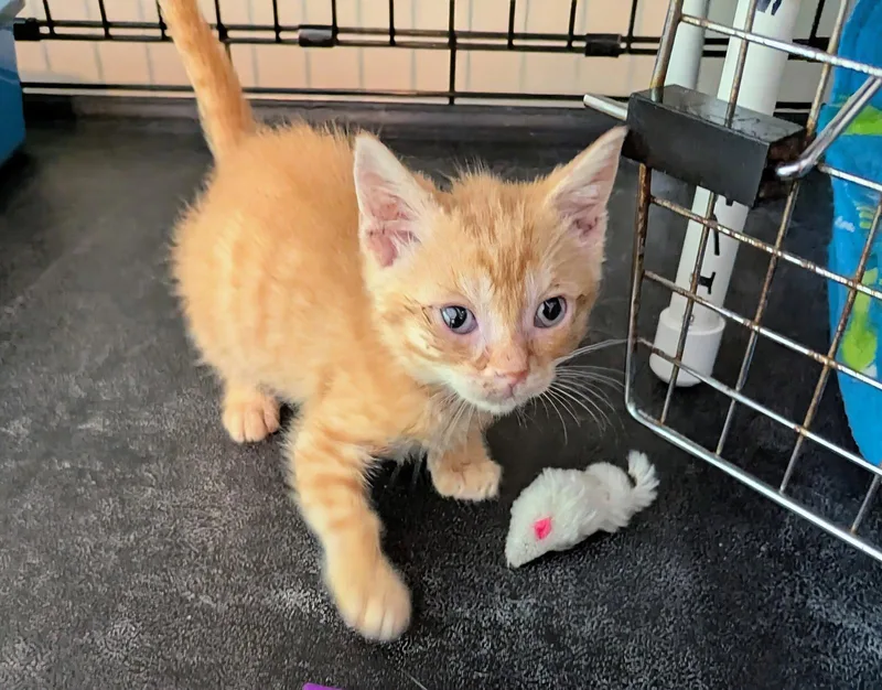 A baby medium-sized male Orange / Red Domestic Short Hair cat named Raymond Sunshine for adoption in Trenton, NJ