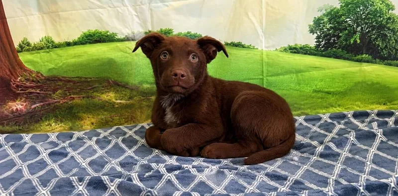 A baby small-sized male Labrador Retriever dog named Buggy for adoption in Brookings, OR