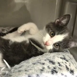 A baby medium-sized female Gray & White Domestic Short Hair cat named Cinder for adoption in Phoenixville, PA
