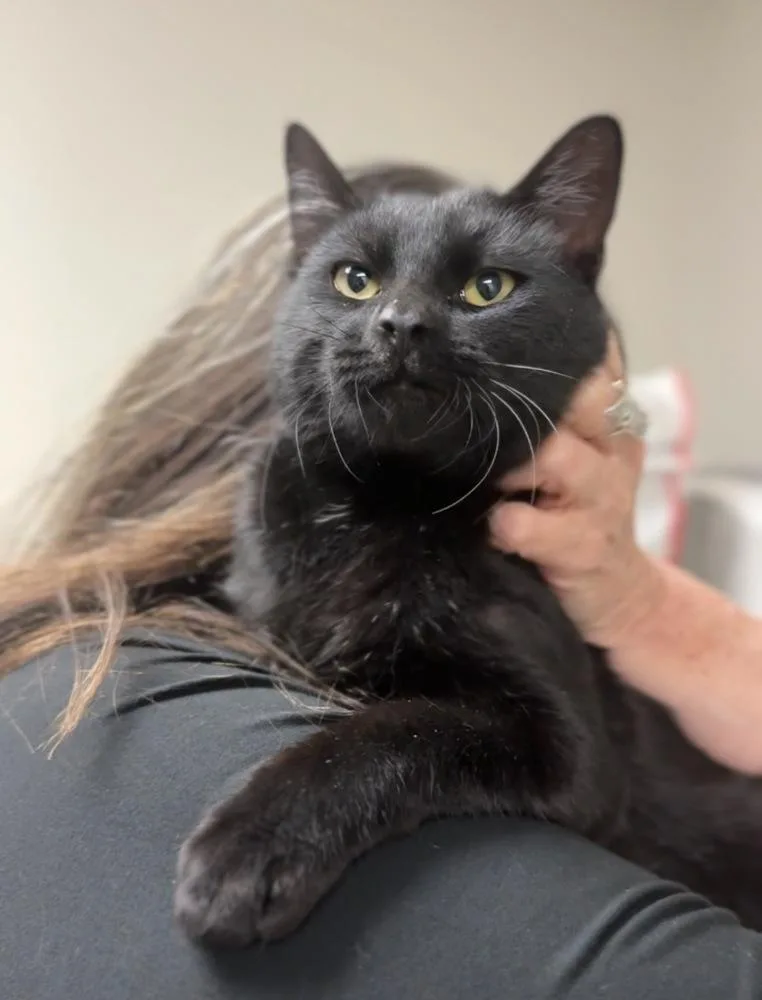 An adult medium-sized male Black Domestic Short Hair cat named Sprig for adoption in Bemidji, MN