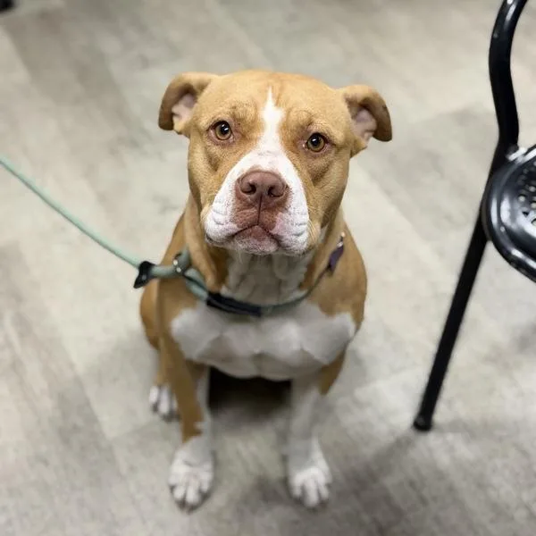 An adult large-sized female Pit Bull Terrier dog named Roxy for adoption in San Diego, CA