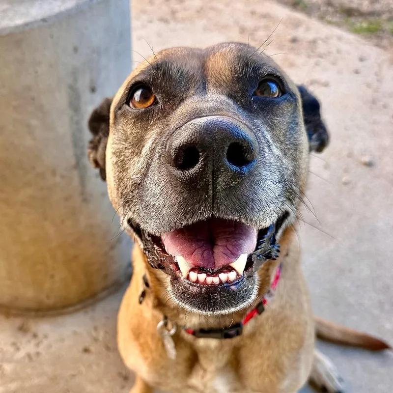 An adult large-sized female Black Mouth Cur dog named Bonnie for adoption in Kennebunk, ME