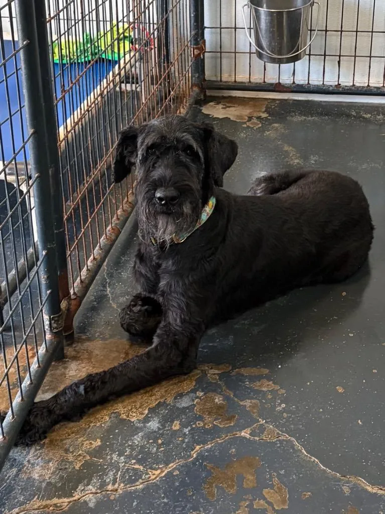 An adult large-sized female Schnauzer dog named Anastasia for adoption in St. Augustine, FL