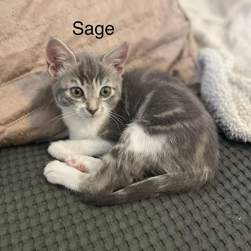 Vanourek Litter Of thumbnail 2