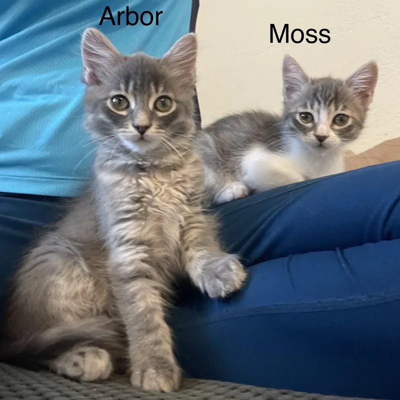 Vanourek Litter Of thumbnail 3