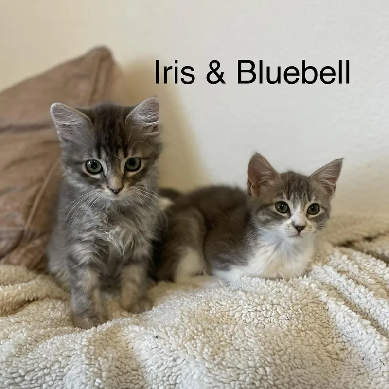 Vanourek Litter Of thumbnail 4