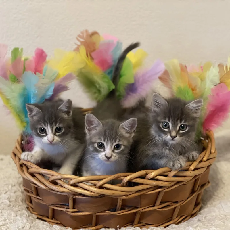 Vanourek Litter Of thumbnail 5