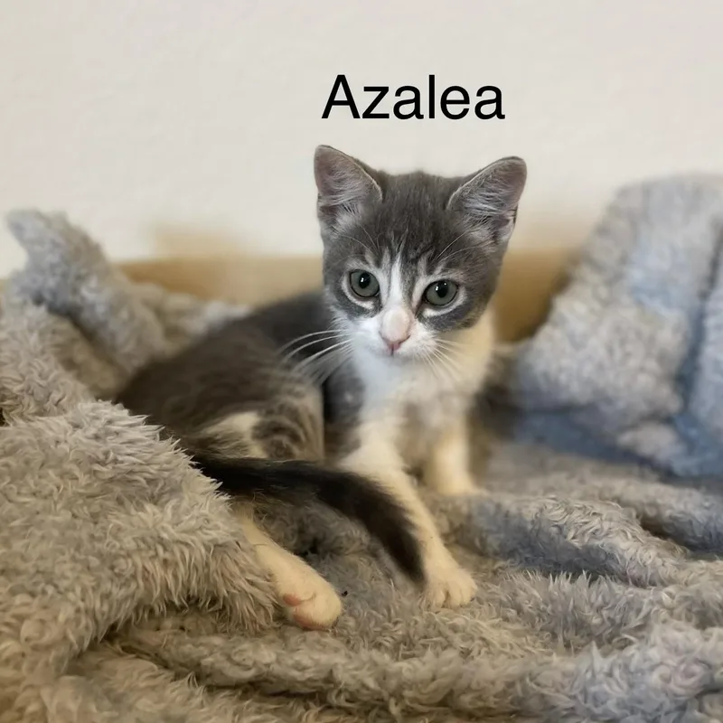 Vanourek Litter Of thumbnail 6