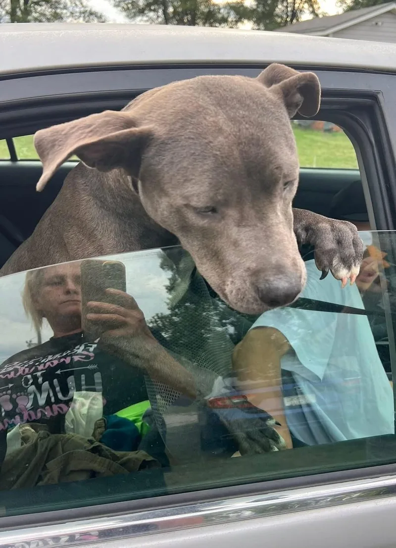 Celine Little Puppy Found