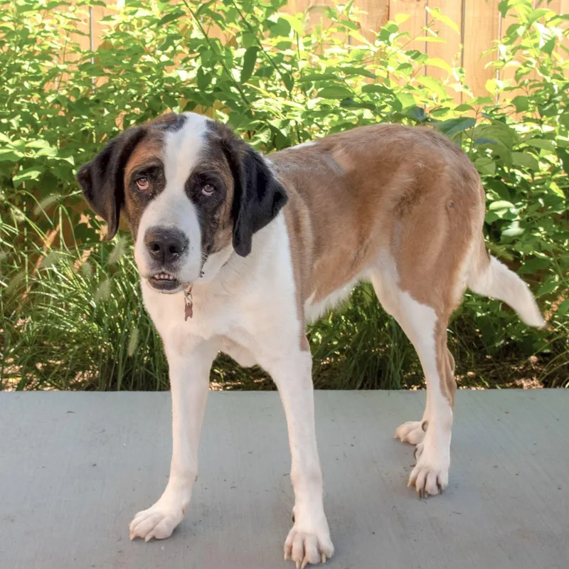 A senior large-sized female Tricolor (Brown, Black, & White) Saint Bernard dog named Nylee for adoption in Nashville, TN