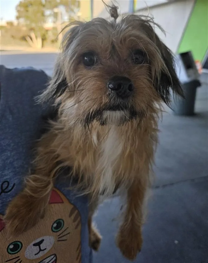 An adult small-sized male Yorkshire Terrier dog named Champ for adoption in Los Angeles, CA