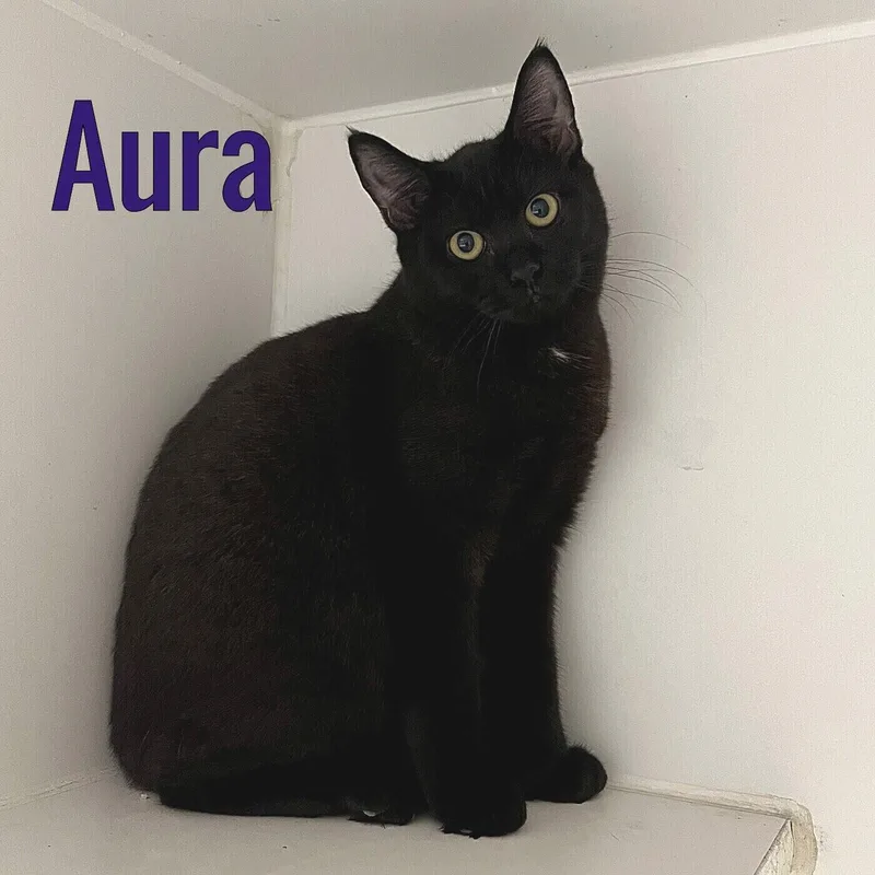 A young medium-sized female Black Domestic Short Hair cat named Aura for adoption in Pleasantville, NJ
