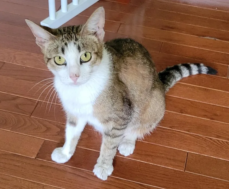 An adult medium-sized female Tabby (Brown / Chocolate) Domestic Short Hair cat named Moxie for adoption in Aylett, VA