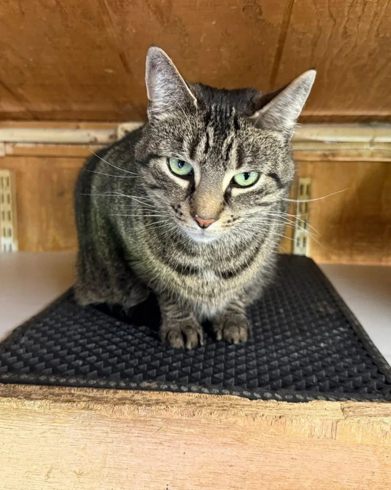 An adult medium-sized male Domestic Short Hair cat named Ziggy for adoption in Coatesville, PA
