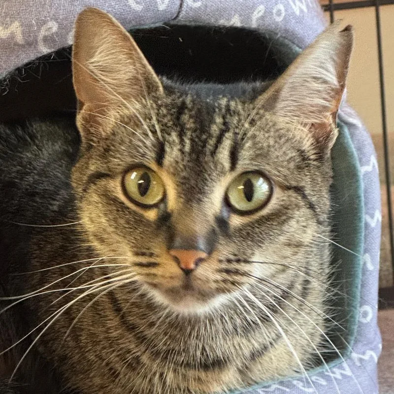 Pawtricia thumbnail 3