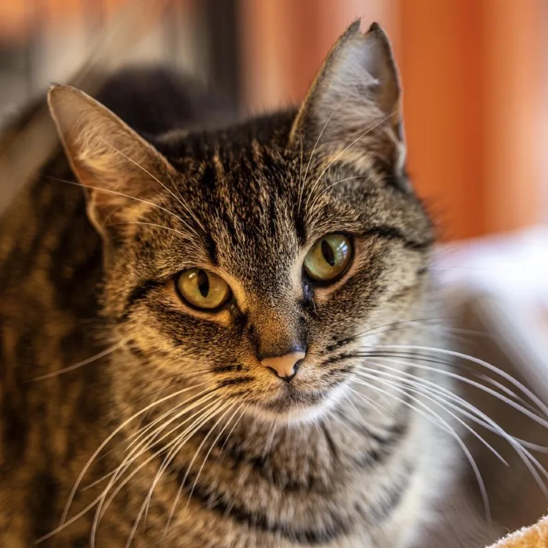 Pawtricia thumbnail 4