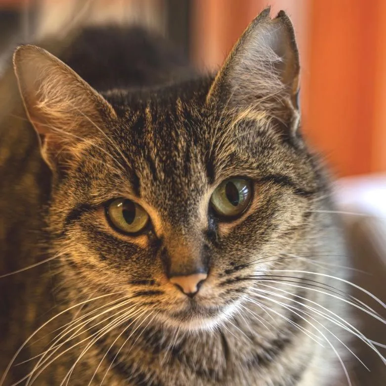 Pawtricia thumbnail 5