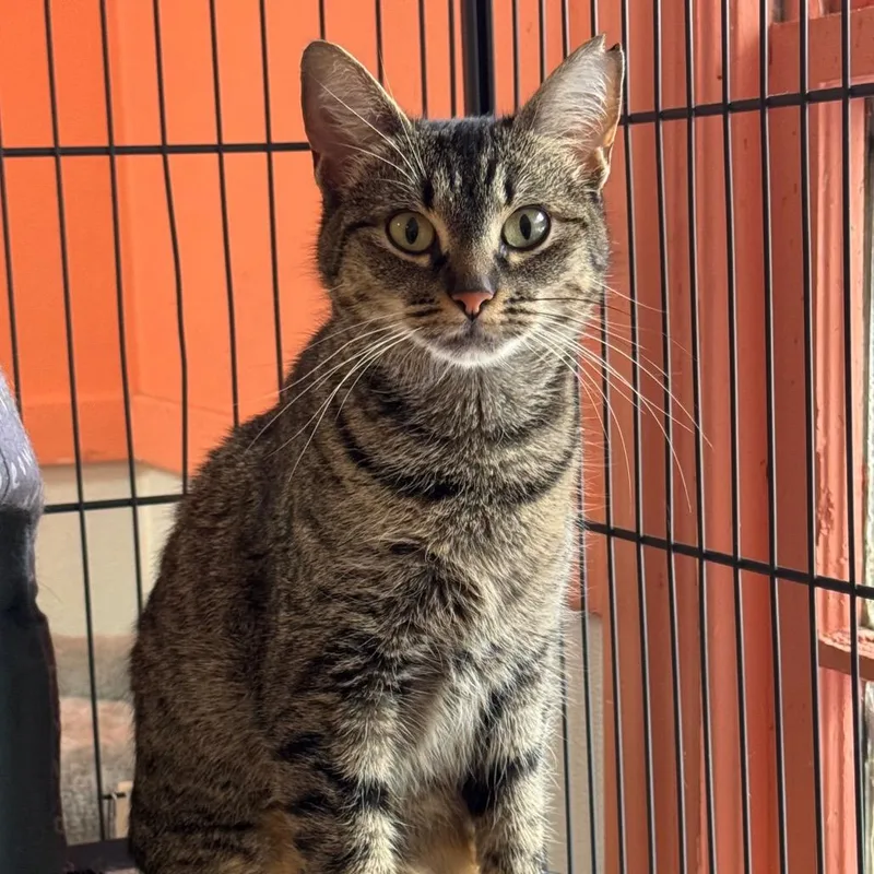 Pawtricia thumbnail 6