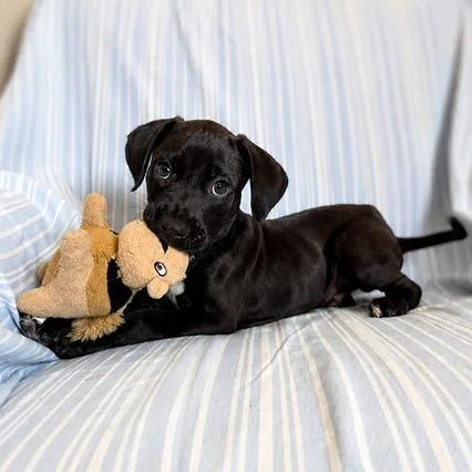A baby small-sized male Black Hound dog named Beanie Weenie for adoption in Carencro, LA