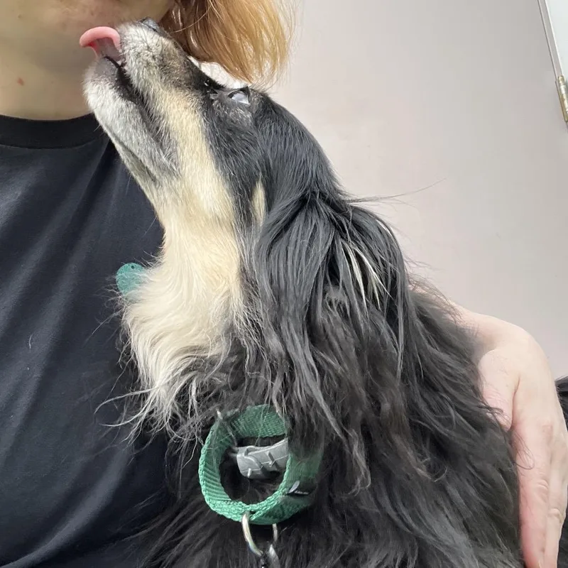 An adult small-sized female Black Chihuahua dog named Shippo for adoption in Bedford, NH